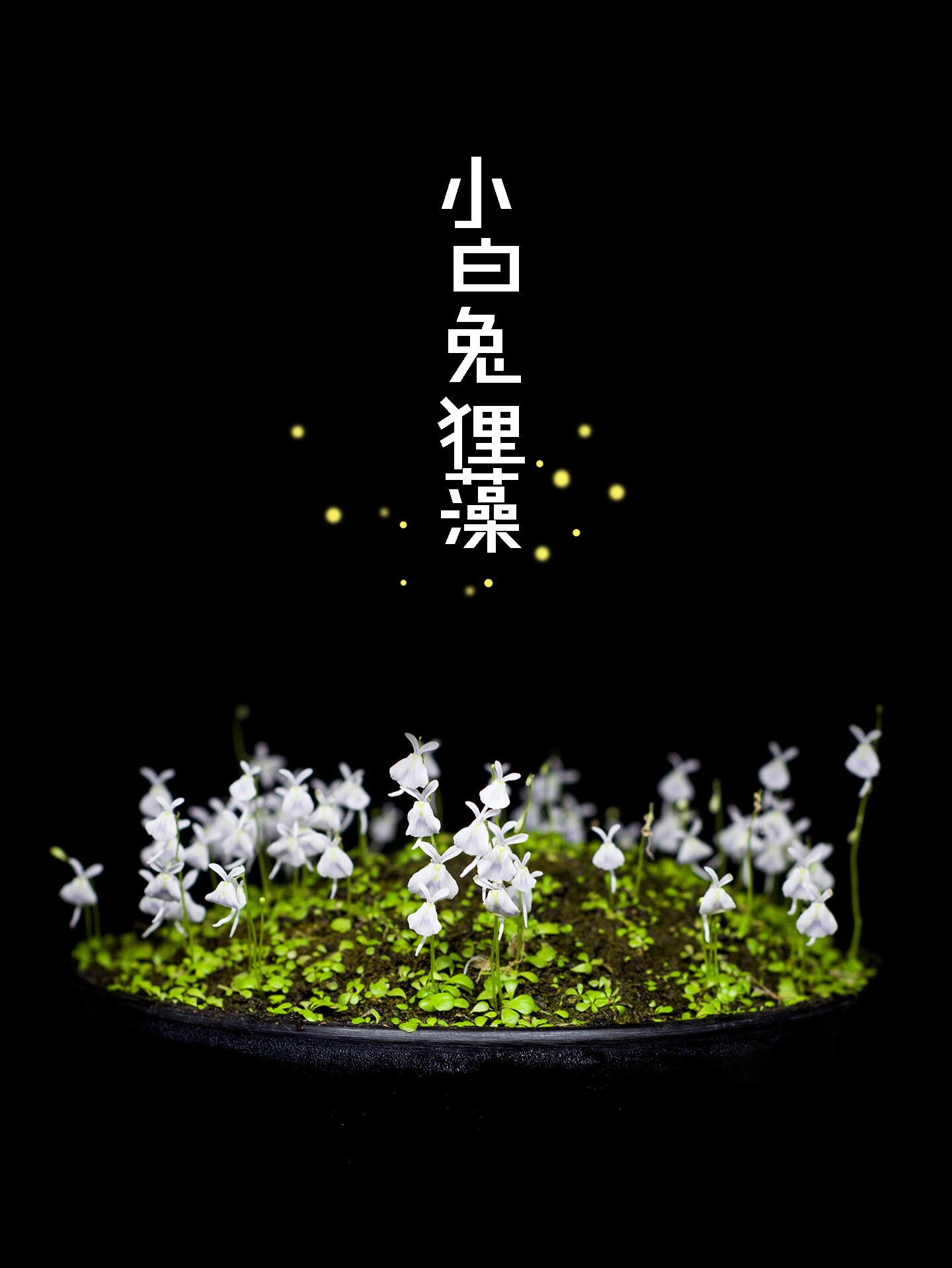 小白兔狸藻 室内水培花卉 造景可爱萌物缸鱼缸造景微景观桌面盆栽,淘宝优惠券,粉丝福利购,淘宝优惠卷