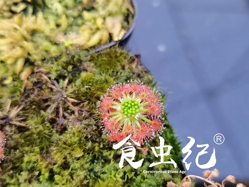 玫瑰迷你茅膏菜 冬芽迷你食虫植物盆栽食人花系列趣味小盆栽 - 图1