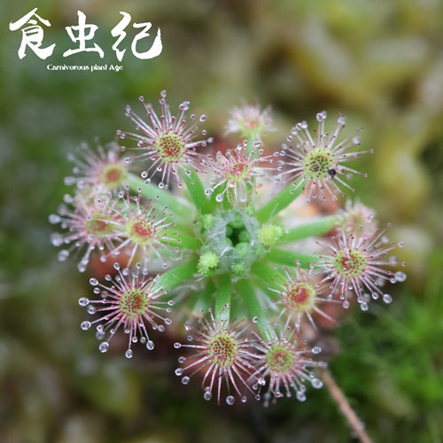 玫瑰迷你茅膏菜 冬芽迷你食虫植物盆栽食人花系列趣味小盆栽 - 图2
