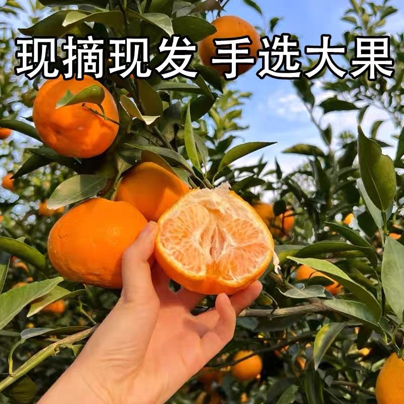 正宗四川春见耙耙柑粑粑柑杷杷柑新鲜水果整箱当季丑桔子顺丰包邮,淘宝优惠券,粉丝福利购,淘宝优惠卷