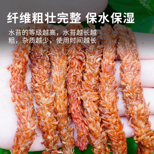 毛毛虫水苔干水苔蝴蝶兰专用智利进口苔藓乌龟造景土兰花专用植料 - 图1