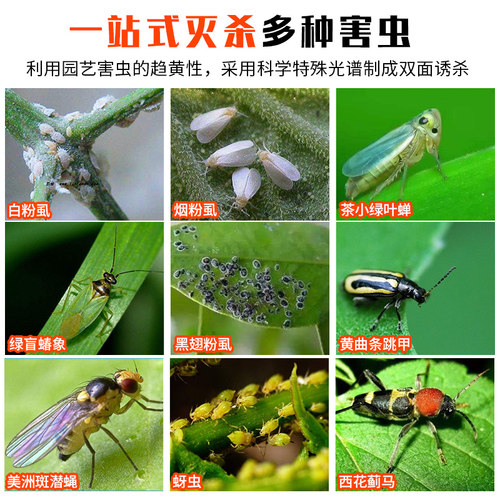 黄板双面粘虫板蓟马纸贴蓝小黑飞虫葡萄果园沾果蝇诱捕器粘板大棚 - 图0