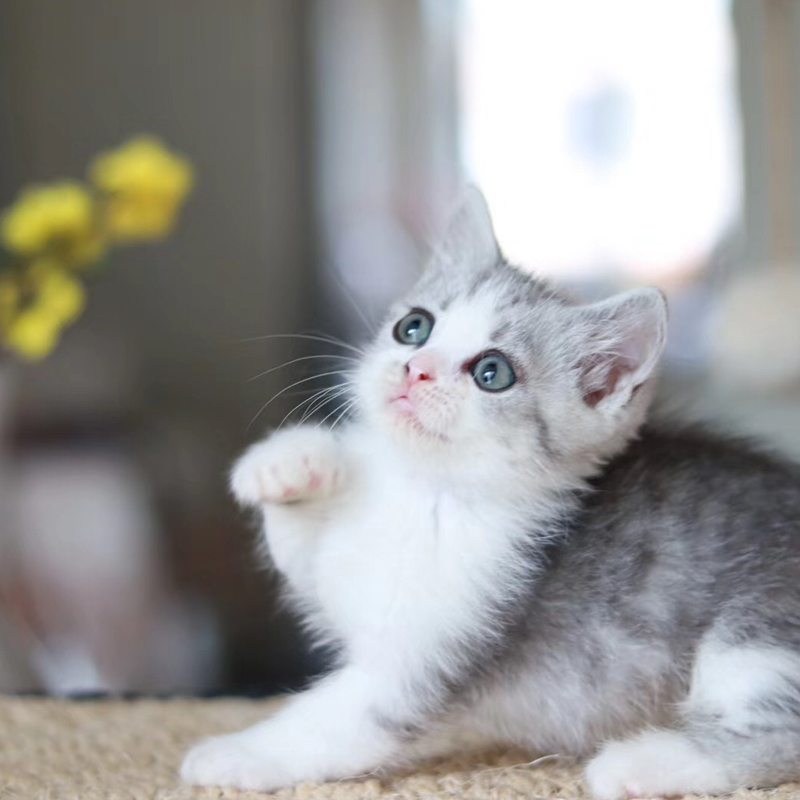 英短蓝猫蓝白幼猫宠物活物猫咪加菲猫布偶小猫折耳缅因美短暹罗-图0