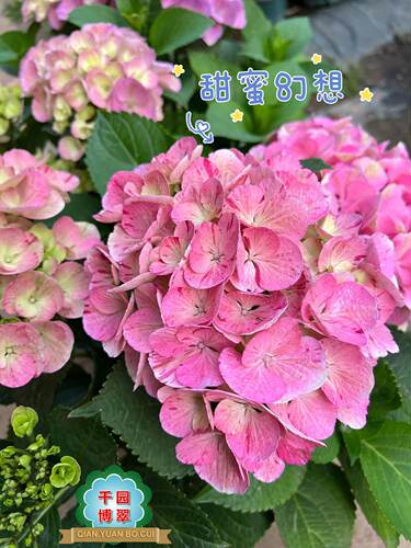 花卉绿植盆栽两加仑大花绣球无尽夏紫水晶新娘灵感妖吻公主佳澄 - 图2