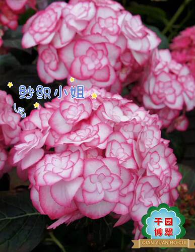花卉绿植盆栽两加仑大花绣球无尽夏紫水晶新娘灵感妖吻公主佳澄 - 图1