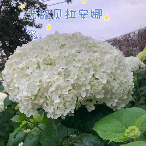 木本绣球无敌贝拉安娜3-4年地栽老桩耐寒耐晒花卉庭院植物绣球花 - 图1