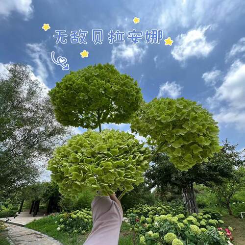 木本绣球无敌贝拉安娜3-4年地栽老桩耐寒耐晒花卉庭院植物绣球花 - 图2
