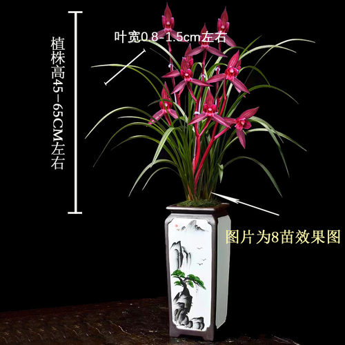 春剑铭品【带花苞】东方红兰花苗浓香型室内办公室绿植盆栽花卉 - 图2