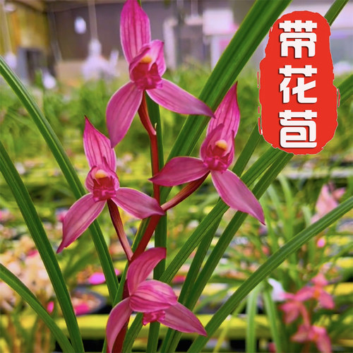 春剑铭品【带花苞】东方红兰花苗浓香型室内办公室绿植盆栽花卉 - 图1