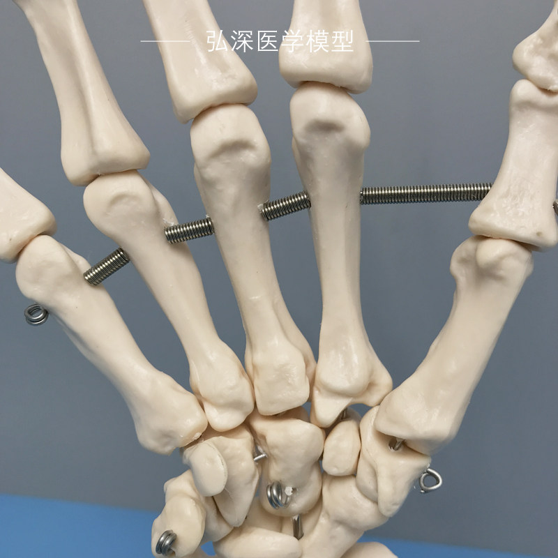 人体手骨模型手腕关节手部解剖手掌骨骼结构韧带活动医学教学模具_虎窝淘