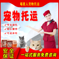 International Pet Consignment Service National Air Freight Cat Shun Windmill Mailing Dogs Shanghai Special Car Hong Kong Transport Kitty