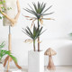 Simulated agave, Dutch iron potted plants, fake green plants for landscaping