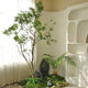 Simulated mazui wood green plant landscaping soft decoration landscape