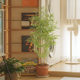 New Chinese style simulated golden bamboo green plant potted bonsai