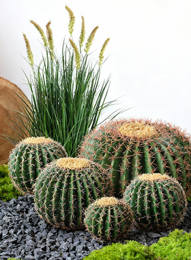 仿真仙人球盆栽热带沙生植物造景