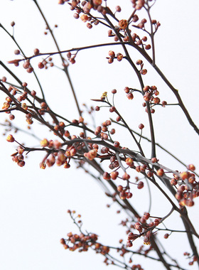 永生山归来干花花枝装饰摆件