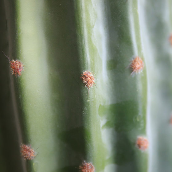 Simulated cactus, simulated cactus, Morocco