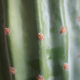 Simulated cactus, simulated cactus, Morocco