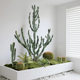 Simulated cactus plant landscaping interior decoration ornaments