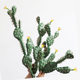 Simulated cactus green plants potted sand plants landscaping