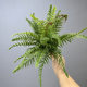 Simulated ferns, fake plants, fake grass, green plants, landscaping decoration