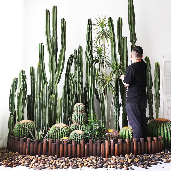 Nordic measuring cactus simulation cactus landscaping