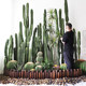 Nordic measuring cactus simulation cactus landscaping