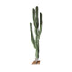 Nordic measuring cactus simulation cactus landscaping