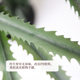 Simulated agave green plants decorative potted plants for landscaping