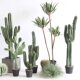 Simulated cactus tropical desert green plant landscaping