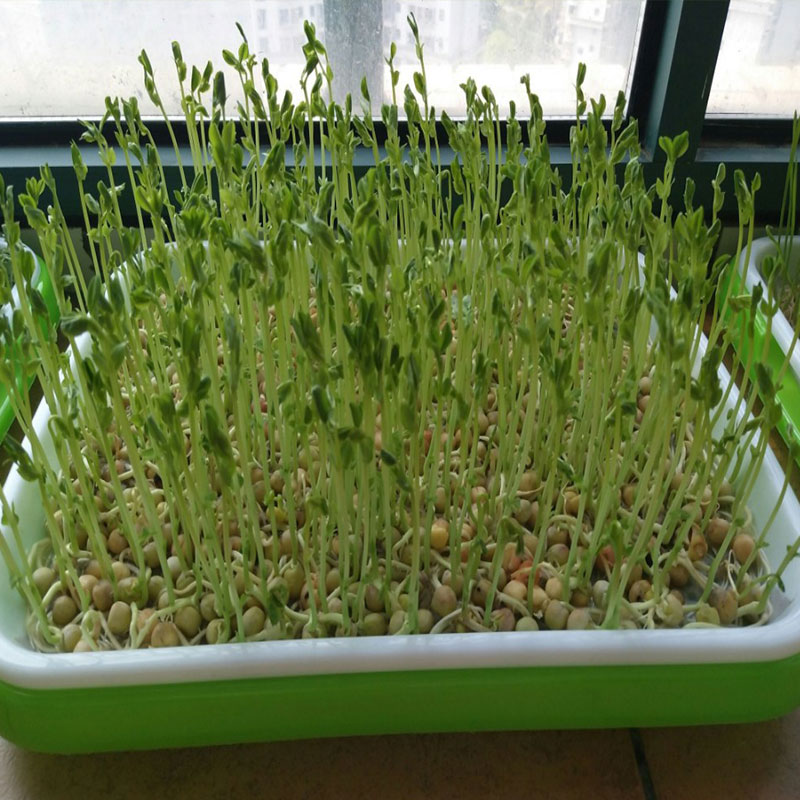 云南老品种干豌豆生豌豆粒散装农家新货甜豌豆5斤装干的可发豆芽 - 图1