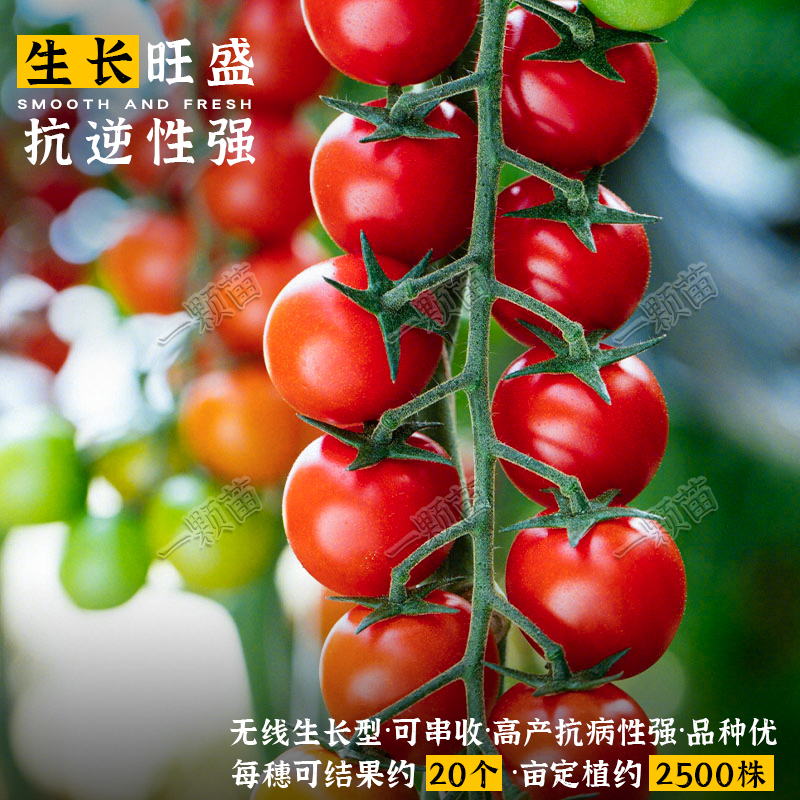 瀑布番茄种子千禧喜圣女果小番茄种孑水果西红柿种籽大全秧苗盆栽-图0
