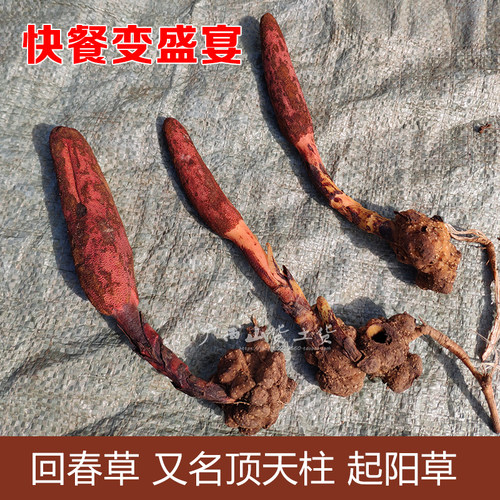 无硫野生回春草500g顶天柱草苁蓉硬劲草男性养滋补泡酒药材不老草 - 图1
