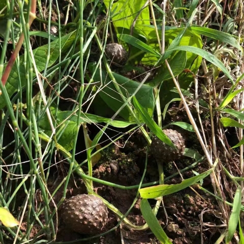 新鲜黄独 黄药子零余子 金钱吊虾蟆 香芋 黄狗头 土芋 雷公薯 - 图0