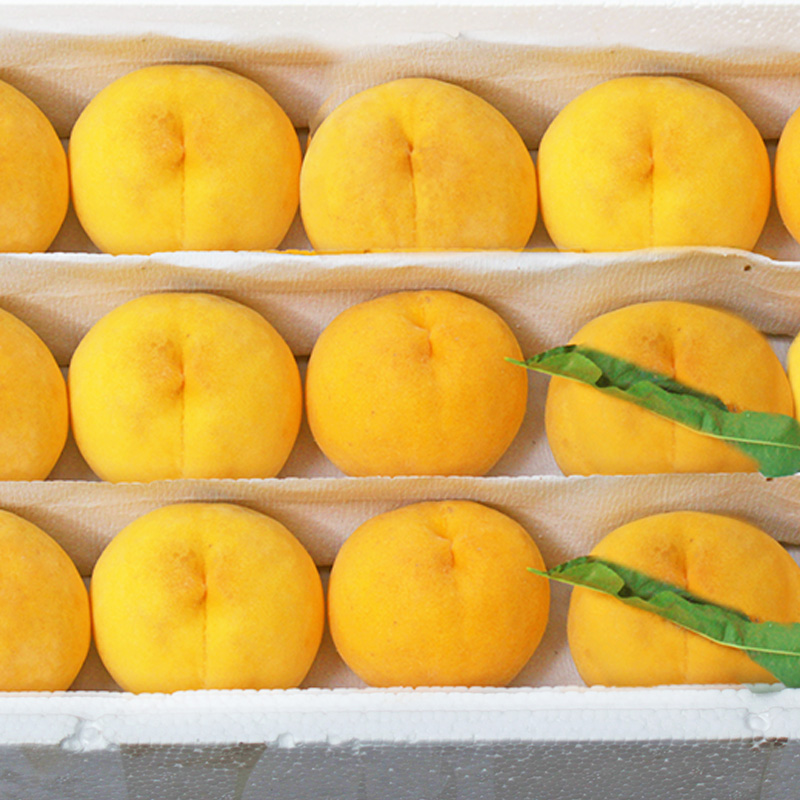六井旗舰店新鲜黄桃10斤桃子当季现摘脆桃应季新鲜水果桃子孕妇整箱批发包邮0