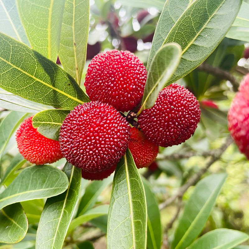 贵州新鲜土杨梅鲜果当季孕妇水果食用红果现货现摘整箱5斤非冰冻 - 图3