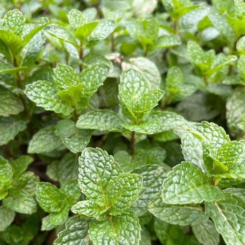 顺丰 薄荷叶新鲜贵州特产野菜农家狗肉香留兰香鱼香菜火锅蔬菜 - 图2