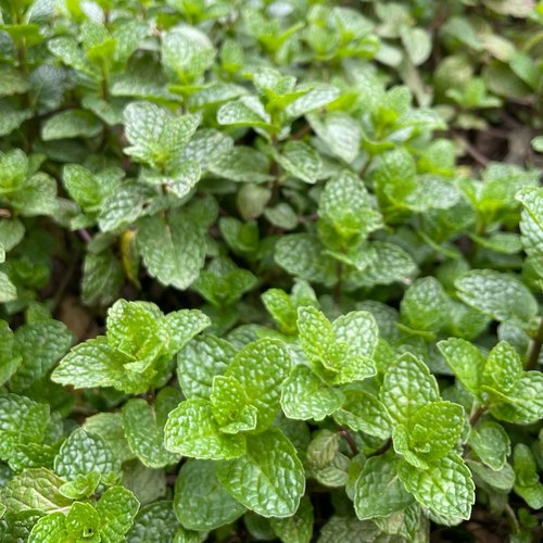 顺丰 薄荷叶新鲜贵州特产野菜农家狗肉香留兰香鱼香菜火锅蔬菜 - 图3