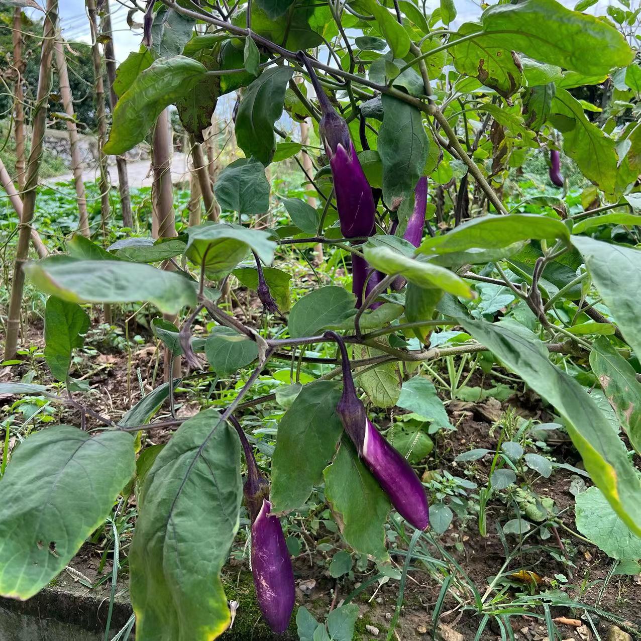 新鲜茄子贵州本地老品种茄子青绿茄子紫花长茄线茄丑茄子 - 图0