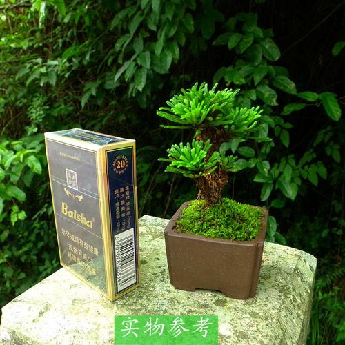 卷柏盆栽盆景菖蒲懒人植物防辐射九死还魂草天然绿色植物包邮 - 图2