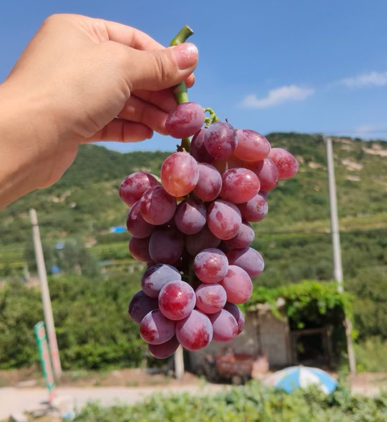 早熟抗寒老品种大泽山玫瑰香白玫瑰香晚熟无核南北方爬藤葡萄苗 - 图1