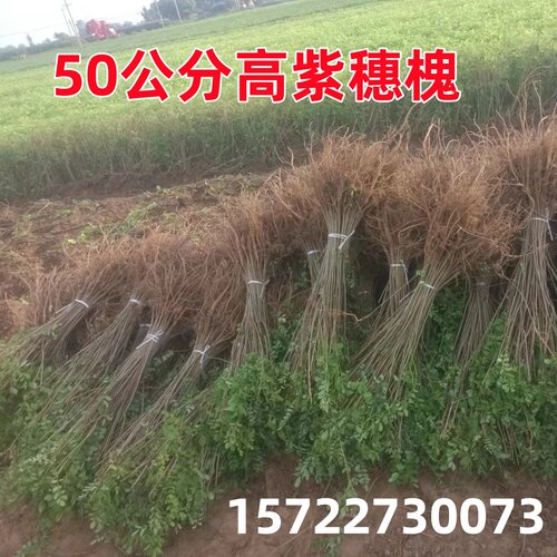 刺槐树苗紫穗槐树苗国槐树苗护坡固土矿山复绿荒山恢复绿化 - 图0