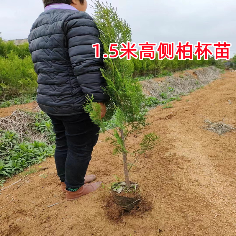 黑松树苗白皮松树苗侧柏树苗油松树苗护坡固土荒山复绿四季长青 - 图3