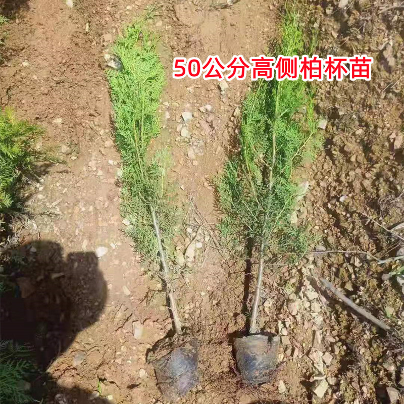 黑松树苗白皮松树苗侧柏树苗油松树苗护坡固土荒山复绿四季长青 - 图2