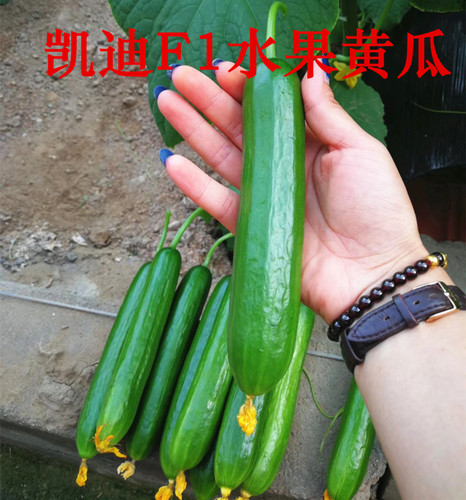 水果黄瓜种子无刺脆甜小黄瓜籽孑秧苗阳台盆栽春秋四季蔬菜包邮 - 图2