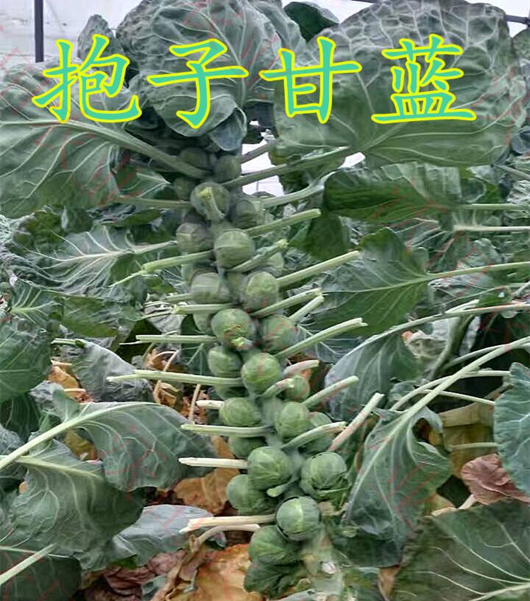 四季蔬菜进口孢子甘蓝种子小包菜西洋包菜卷心菜迷你水果甘蓝包邮 - 图0