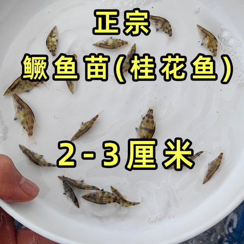 小杂鱼喂桂鱼喂鲈鱼喂乌龟的活鱼活体口粮鱼水花鱼苗饵料小鱼仔鳜-图2