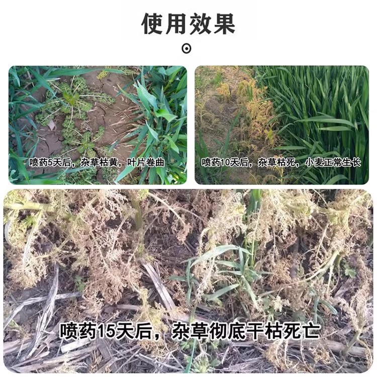 小麦田苗后除草剂套餐禾阔双除甲基二磺隆二甲四氯双氟磺草胺-图3