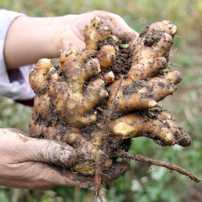 原始点干姜片瘦小土姜片小黄姜片泡茶泡水食用特级干老姜片田清缘 - 图0