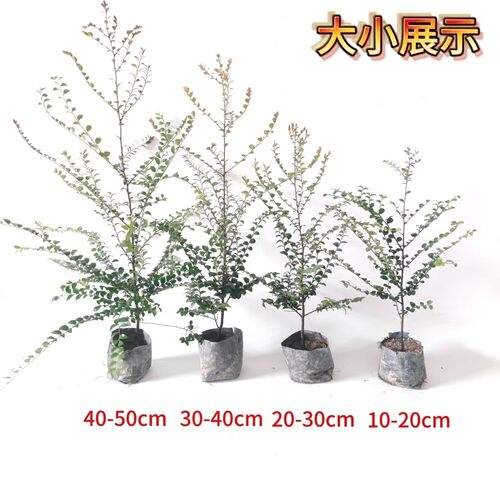 正宗小叶紫檀树苗木名贵细叶紫檀树苗珍稀盆景室内庭院四季常青 - 图3